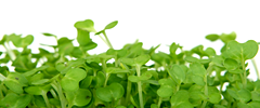 Alimentazione e Salute